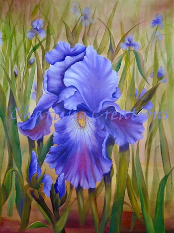 Purple Iris - Click Image to Close